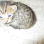 Savannah, BST, Female, DOB 3-12-17