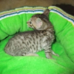 Savannah, BST, Female, DOB 3-12-17