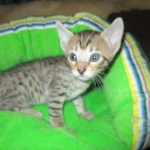 Savannah, BST, Female, DOB 3-12-17