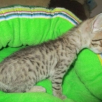 Savannah, BST, Female, DOB 3-12-17