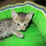 Savannah, BST, Female, DOB 3-12-17