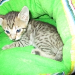 Savannah, BST, Female, DOB 3-12-17