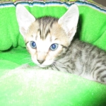 Savannah, BST, Female, DOB 3-12-17