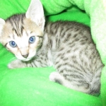 Savannah, BST, Female, DOB 3-12-17