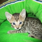 Savannah, BST, Female, DOB 3-12-17