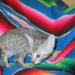 Savannah, BST, Female, DOB 3-12-17