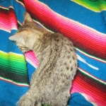 Savannah, BST, Female, DOB 3-12-17