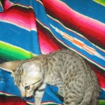 Savannah, BST, Female, DOB 3-12-17