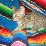 Savannah, BST, Female, DOB 3-12-17