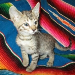 Savannah, BST, Female, DOB 3-12-17