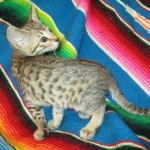 Savannah, BST, Female, DOB 3-12-17