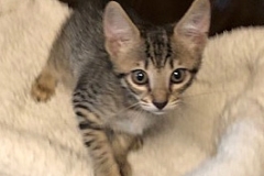 Savannah, F-7B Brown Spotted female DOB 9-11-18