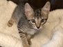 Savannah, F-7B Brown Spotted female DOB 9-11-18