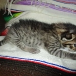 Savannah, F-7B, Brown Spotted, female, DOB 9-11-18