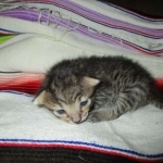 Savannah, F-7B, Brown Spotted, female, DOB 9-11-18