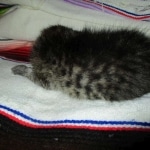 Savannah, F-7B, Brown Spotted, female, DOB 9-11-18