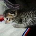 Savannah, F-7B, Brown Spotted, female, DOB 9-11-18