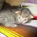 Savannah, F-7B, Brown Spotted, female, DOB 9-11-18