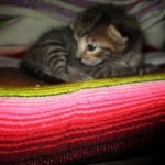 Savannah, F-7B, Brown Spotted, female, DOB 9-11-18