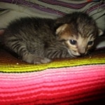 Savannah, F-7B, Brown Spotted, female, DOB 9-11-18