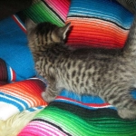 Savannah, F-7B, Brown Spotted, female, DOB 9-11-18