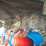 Savannah, F-7B, Brown Spotted, female, DOB 9-11-18