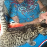 Savannah, F-7B, Brown Spotted, female, DOB 9-11-18