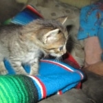 Savannah, F-7B, Brown Spotted, female, DOB 9-11-18