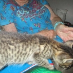 Savannah, F-7B, Brown Spotted, female, DOB 9-11-18