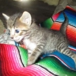 Savannah, F-7B, Brown Spotted, female, DOB 9-11-18