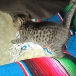 Savannah, F-7B, Brown Spotted, female, DOB 9-11-18