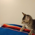 Savannah, F-7B, Brown Spotted, female, DOB 9-11-18