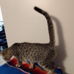 Savannah, F-7B, Brown Spotted, female, DOB 9-11-18