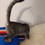 Savannah, F-7B, Brown Spotted, female, DOB 9-11-18