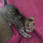 Savannah, F-7B, Brown Spotted, female, DOB 9-11-18