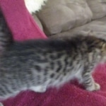 Savannah, F-7B, Brown Spotted, female, DOB 9-11-18