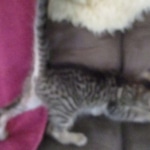 Savannah, F-7B, Brown Spotted, female, DOB 9-11-18