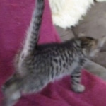 Savannah, F-7B, Brown Spotted, female, DOB 9-11-18