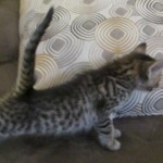 Savannah, F-7B, Brown Spotted, female, DOB 9-11-18