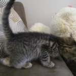 Savannah, F-7B, Brown Spotted, female, DOB 9-11-18