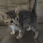 Savannah, F-7B, Brown Spotted, female, DOB 9-11-18