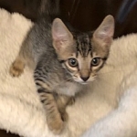 Savannah, F-7B, Brown Spotted, female, DOB 9-11-18