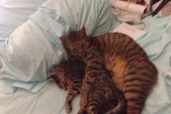 Trouble 2 Savannah F-7B Brown Spotted Male Dark DOB 3-12-17