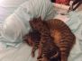 Trouble 2 Savannah F-7B Brown Spotted Male Dark DOB 3-12-17