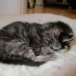 Savannah, F-7B, BST Dark, DOB 3-12-17