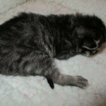 Savannah, F-7B, BST Dark, DOB 3-12-17