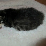 Savannah, F-7B, BST Dark, DOB 3-12-17