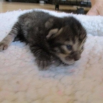 Savannah, F-7B, BST Dark, DOB 3-12-17