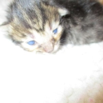 Savannah, F-7B, BST Dark, DOB 3-12-17