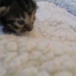 Savannah, F-7B, BST Dark, DOB 3-12-17